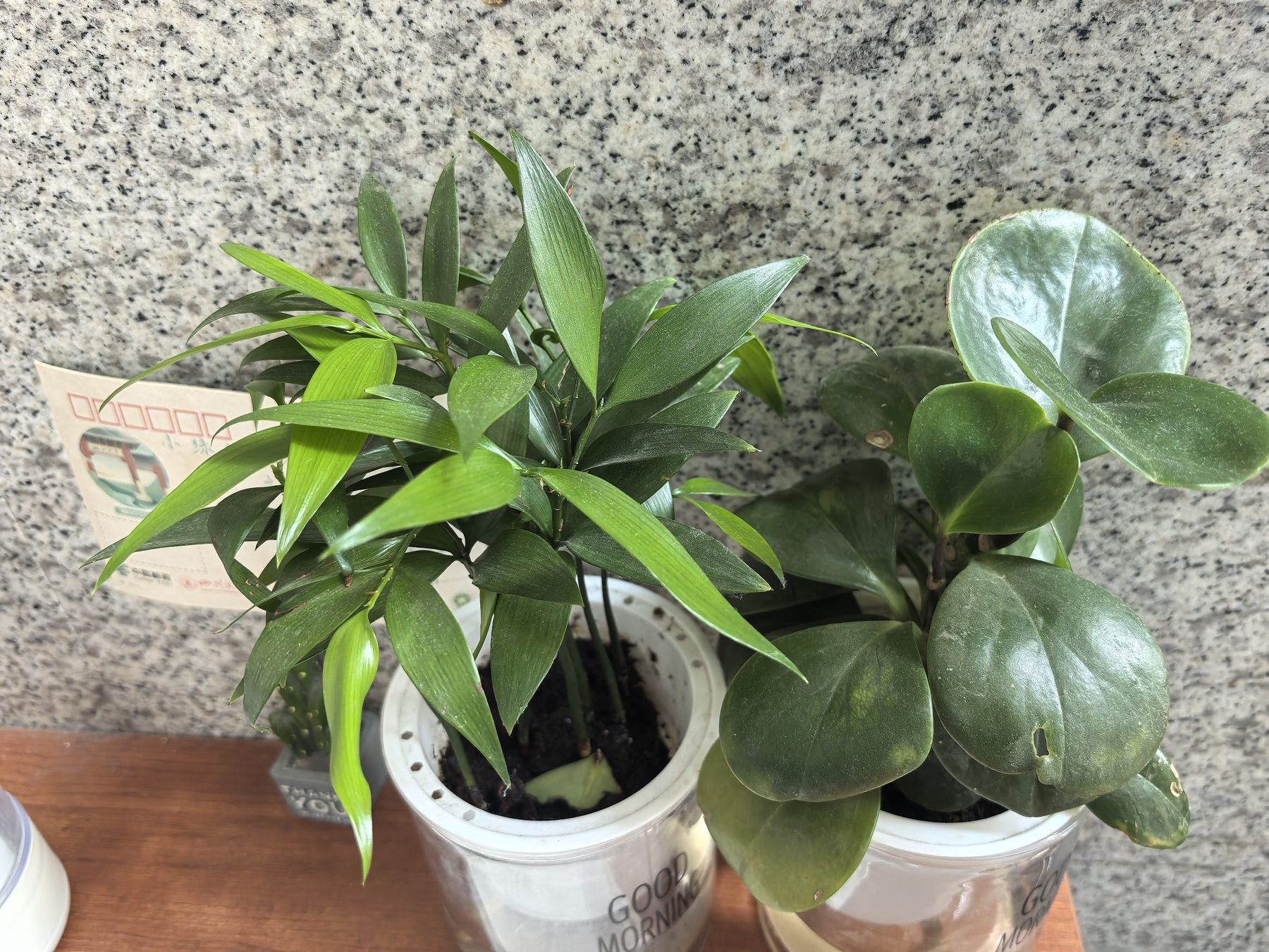 小绿植的悄悄话活动绿植